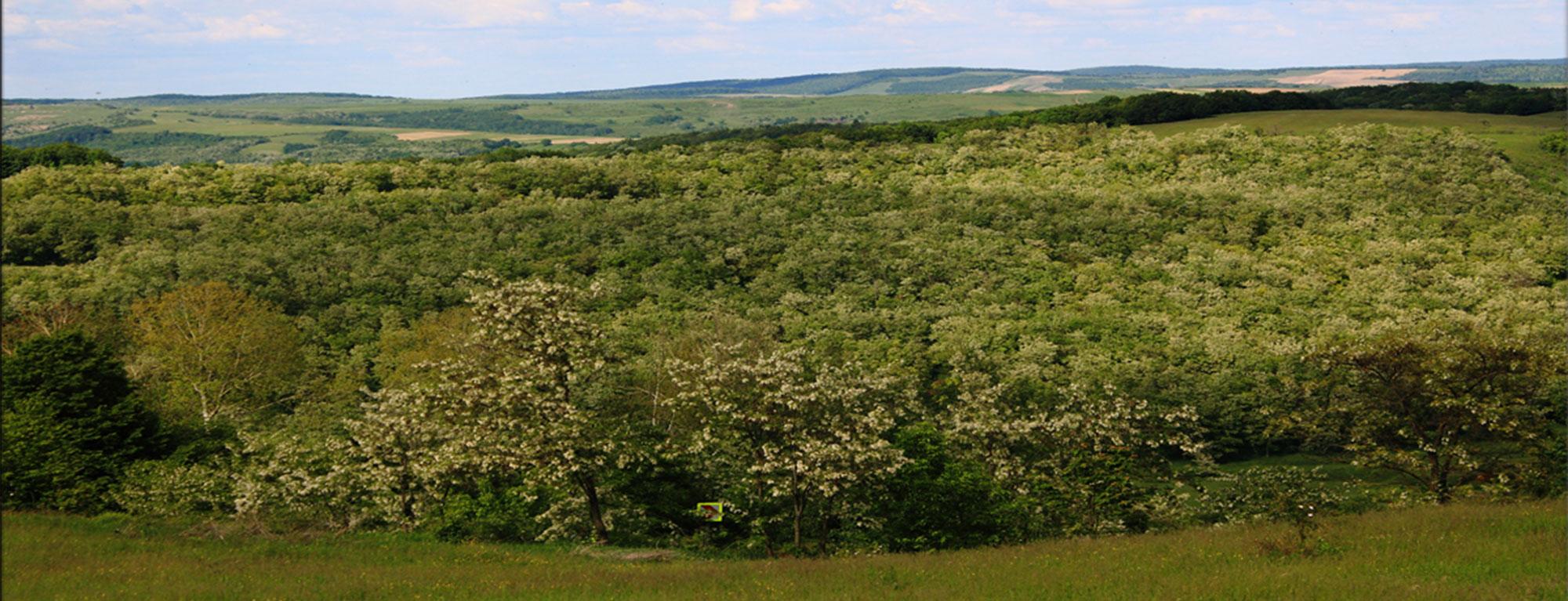 Primăria Andrieșeni